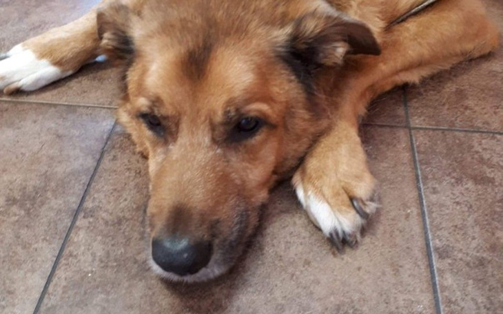 Zbiórka Operacja Ramzesa - zdjęcie główne