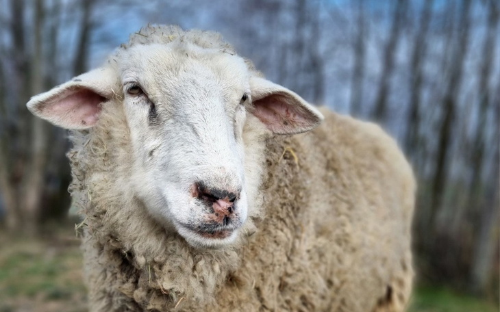 Owca z bliska, z wyraźnym futrem.
