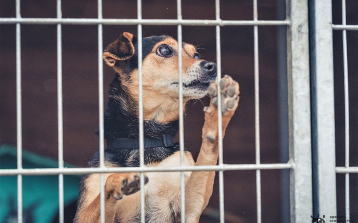 Pies w klatce, czekający na nowy dom i miłość.