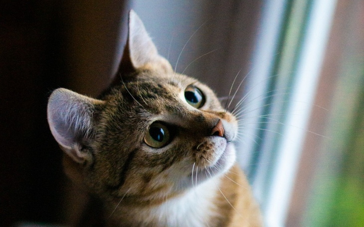 Kot o brązowym futrze, patrzący w stronę okna.