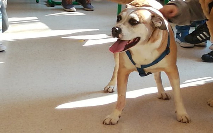 Zbiórka OPERACJA i LECZENIE ŁOKCI GABI - zdjęcie główne