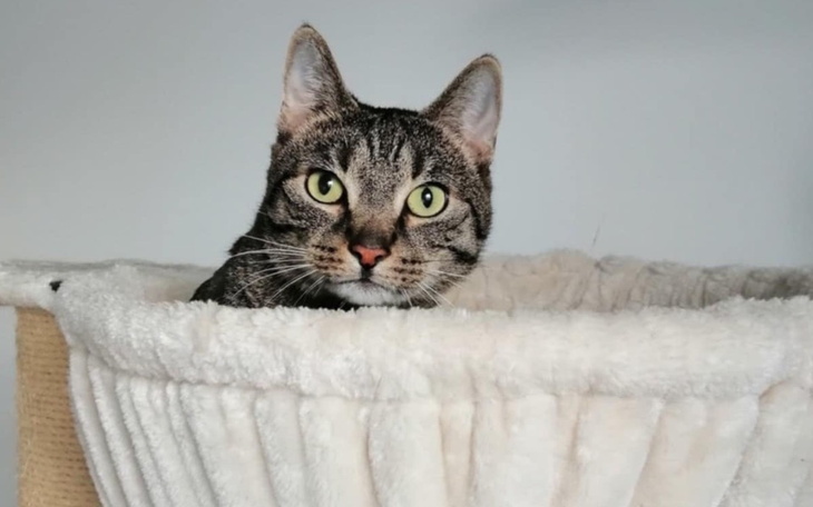 Zbiórka Leczenie Loli - grudzień - zdjęcie główne