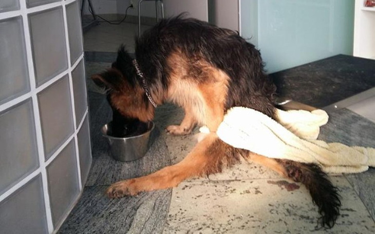 Zbiórka Luna bardzo chce chodzić! - zdjęcie główne