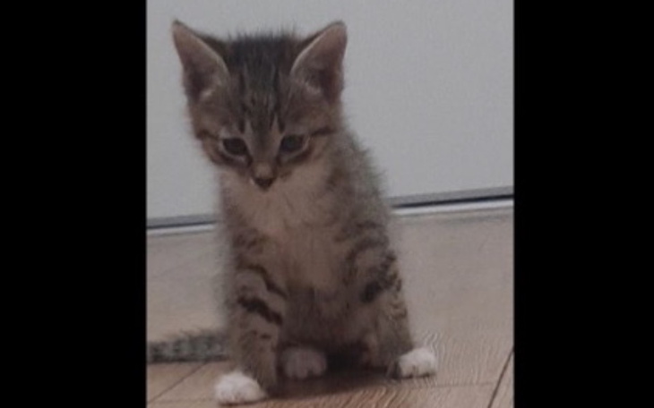 Mały kotek siedzący na podłodze.