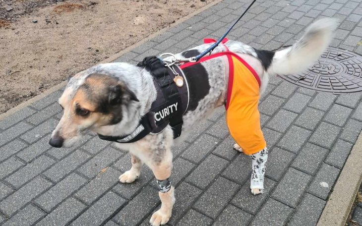 Zbiórka Pomocy Dla Rumi i Edka. - zdjęcie główne