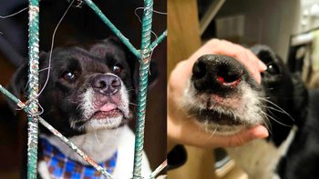 Zbiórka Na pomoc bezdomnemu Bolkowi - miniaturka zdjęcia