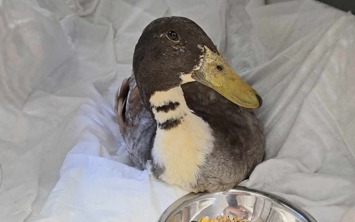 Kaczka siedząca na białym materiale, z miseczką jedzenia obok.