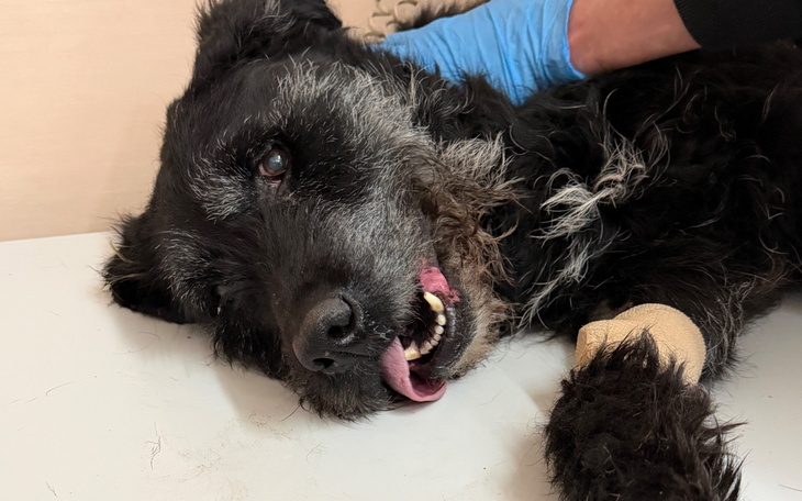 Czarny pies z szarym pyszczkiem, leżący na stole.