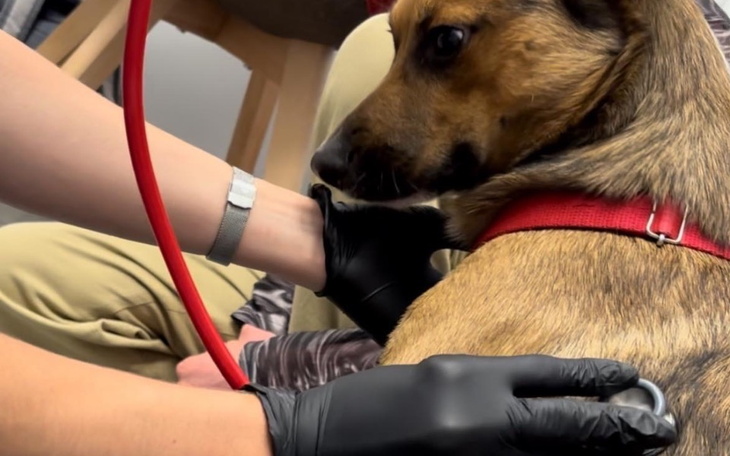 Pies podczas wizyty u weterynarza, z stetoskopem na plecach.