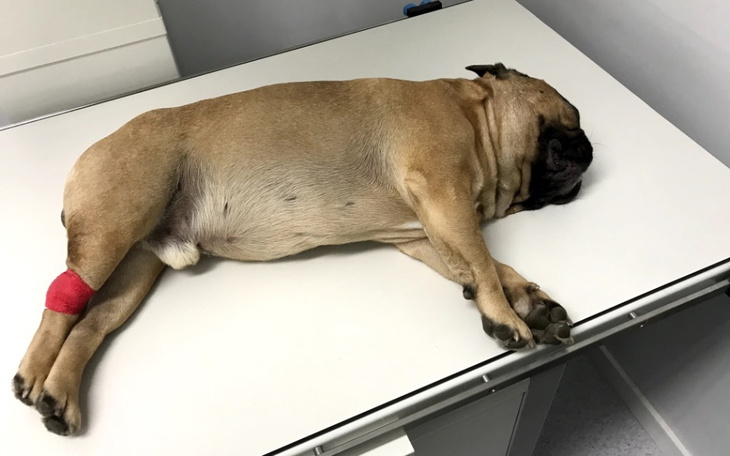 Pies leży na stole, z opatrunkiem na nodze, wygląda na zmęczonego.