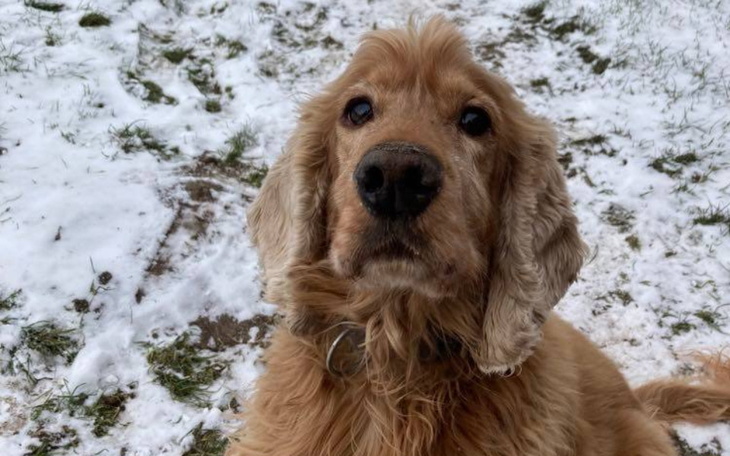 Zbiórka Nero, niechciany spaniel - zdjęcie główne