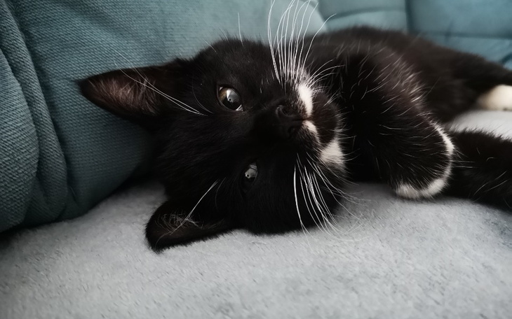 Zbiórka Diagnostyka i leczenie Franki - zdjęcie główne