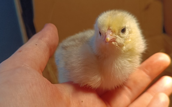 Zbiórka Pomoc na utrzymanie kurnika - zdjęcie główne