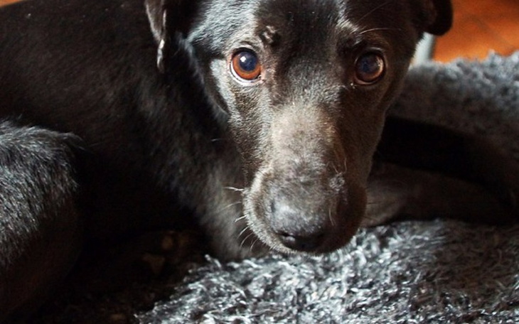 Zbiórka Rufus porzucony w polu kukurydzy - zdjęcie główne