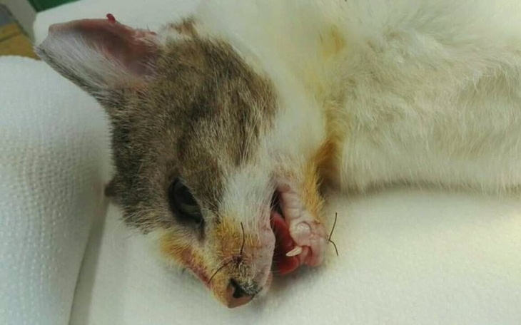 Zbiórka Proszę... pomóżmy Zosi - zdjęcie główne