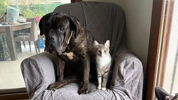 Zbiórka Rosa można ją uratować - miniaturka zdjęcia