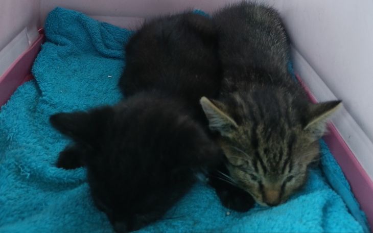 Dwa śpiące kocięta na niebieskim ręczniku.