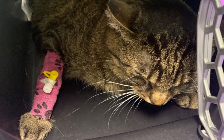 Kot z opatrunkiem na łapie, śpiący w transporterze.