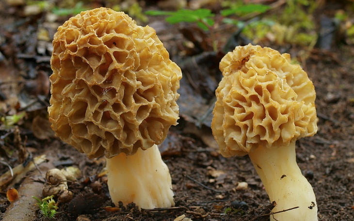 Dwa grzyby smardzowe rosnące w lesie, na tle ziemi.