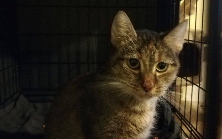 Zbiórka Adelka, dzielna kocia mama - zdjęcie główne