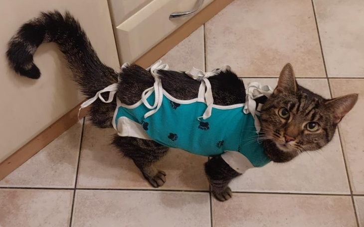 Kot w niebieskim ubranku, wyglądający na zaskoczonego.