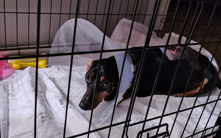 Zbiórka Ostatnia nadzieja dla Szili - zdjęcie główne