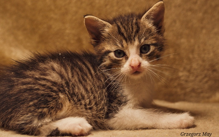 Zbiórka trzy maluchy kontra wirus - zdjęcie główne