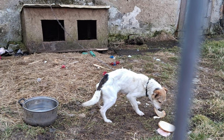 Pies na łańcuchu, w tle zniszczona buda i brudne otoczenie.