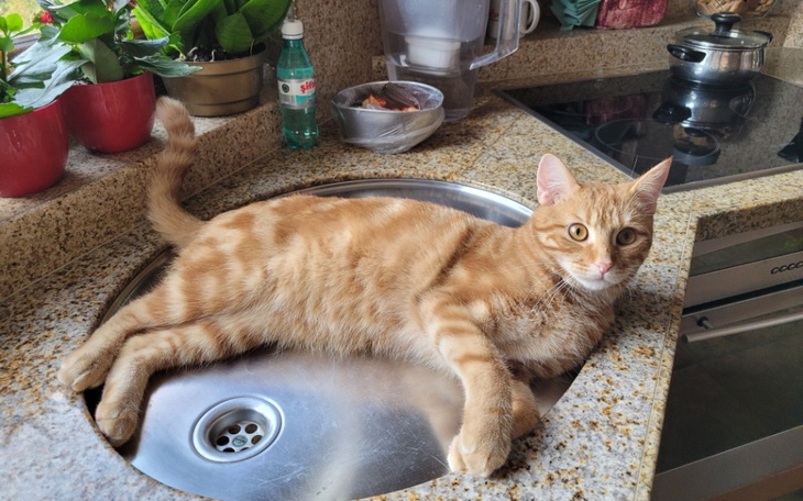 Rudy kot leżący w zlewie, otoczony roślinami i akcesoriami kuchennymi.