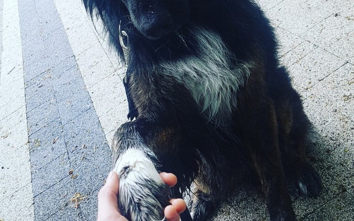 Zbiórka Pomóc wszystkim czworonogom - zdjęcie główne