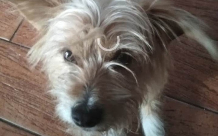 Zbiórka Amputacja łapki Rikiego - zdjęcie główne