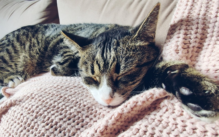 Zbiórka Leczenie Bąbelka - zdjęcie główne