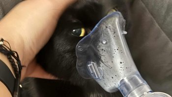 Zbiórka Misia walczy o oddech - miniaturka zdjęcia