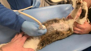 Zbiórka Lilianna musi wygrać z rakiem !! - miniaturka zdjęcia