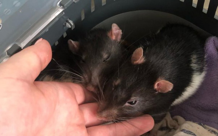 Zbiórka Echo serca Buły i Precla - zdjęcie główne