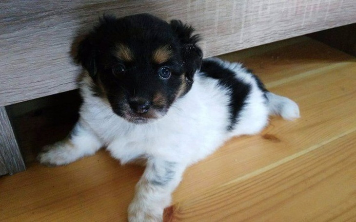 Zbiórka 11 Szczeniaczków Prosi o Pomoc - zdjęcie główne