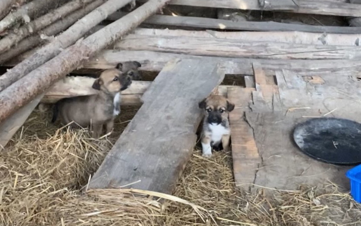 Dwa szczeniaki siedzą w starym drewnianym pomieszczeniu.