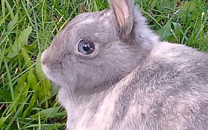 Zbiórka Operacja na Tosie - zdjęcie główne