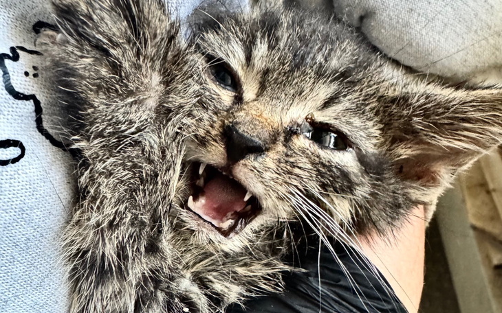 Młody kot z wyrazem złości, pokazujący swoje pazury.