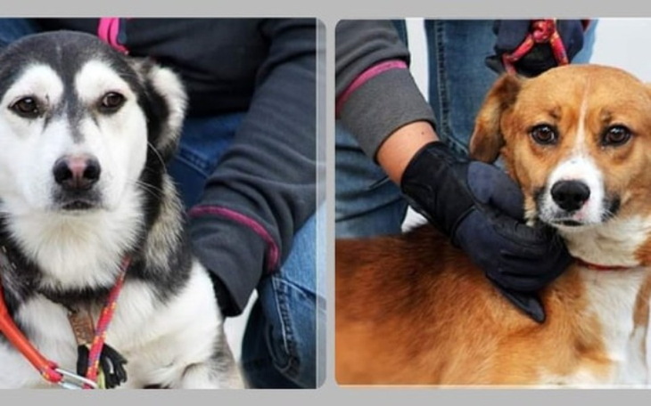 Zbiórka Dwie Radysianki proszą o pomoc - zdjęcie główne