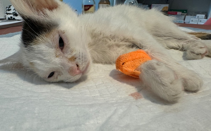 Zbiórka Zarośnięty odbyt operacja SOS - zdjęcie główne