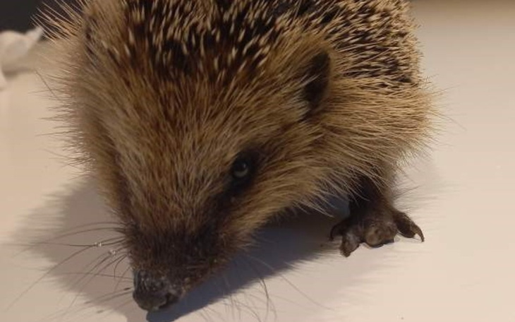 Zbiórka Jeżykowa katastrofa z happy end - zdjęcie główne