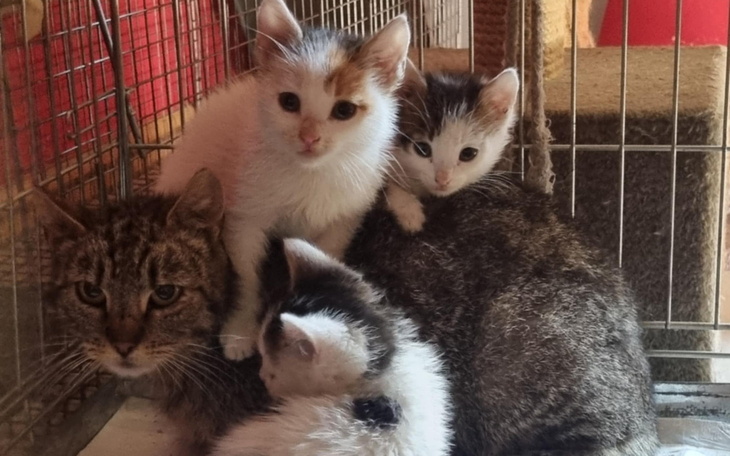 Cztery kocięta i ich matka w klatce, wyglądające na zadowolone.