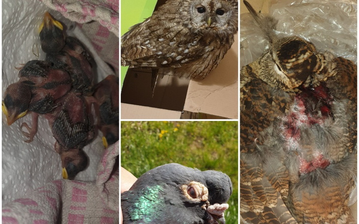 Zbiórka leczenie i dach nad głową - zdjęcie główne