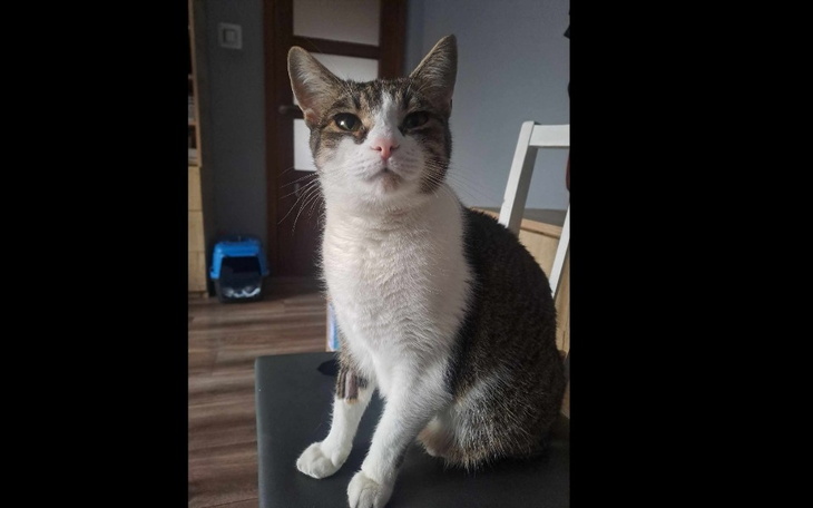 Zbiórka Rogalik konta choroba - zdjęcie główne