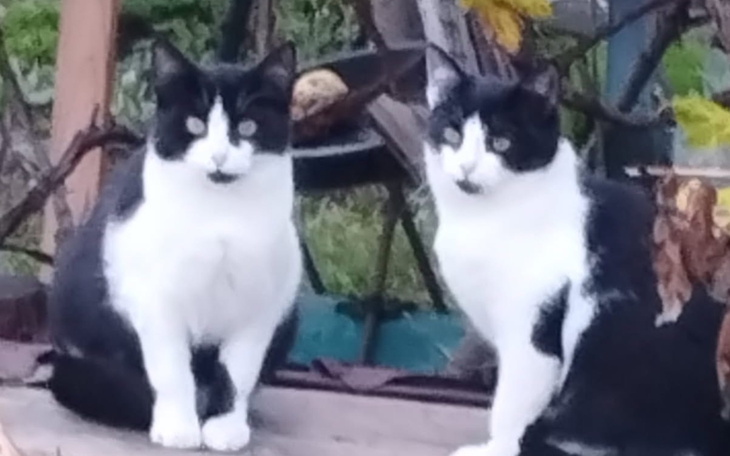 Dwa czarno-białe koty siedzące obok siebie w ogrodzie.