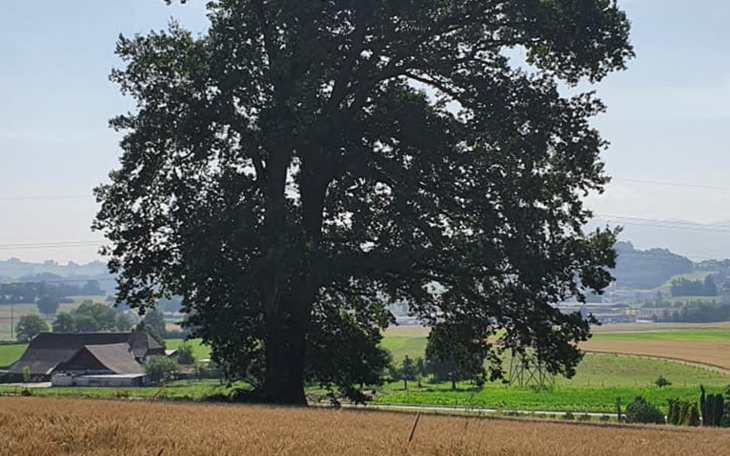 Zbiórka powiem jak zbiore - zdjęcie główne