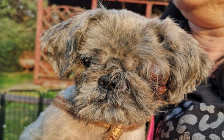 Zbiórka RATUJemy Pirata - zdjęcie główne