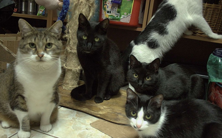 Grupa kotów w pomieszczeniu, różne kolory i rasy.