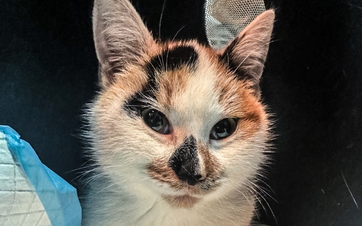 Zbiórka Frania vs. zapalenie otrzewnej - zdjęcie główne